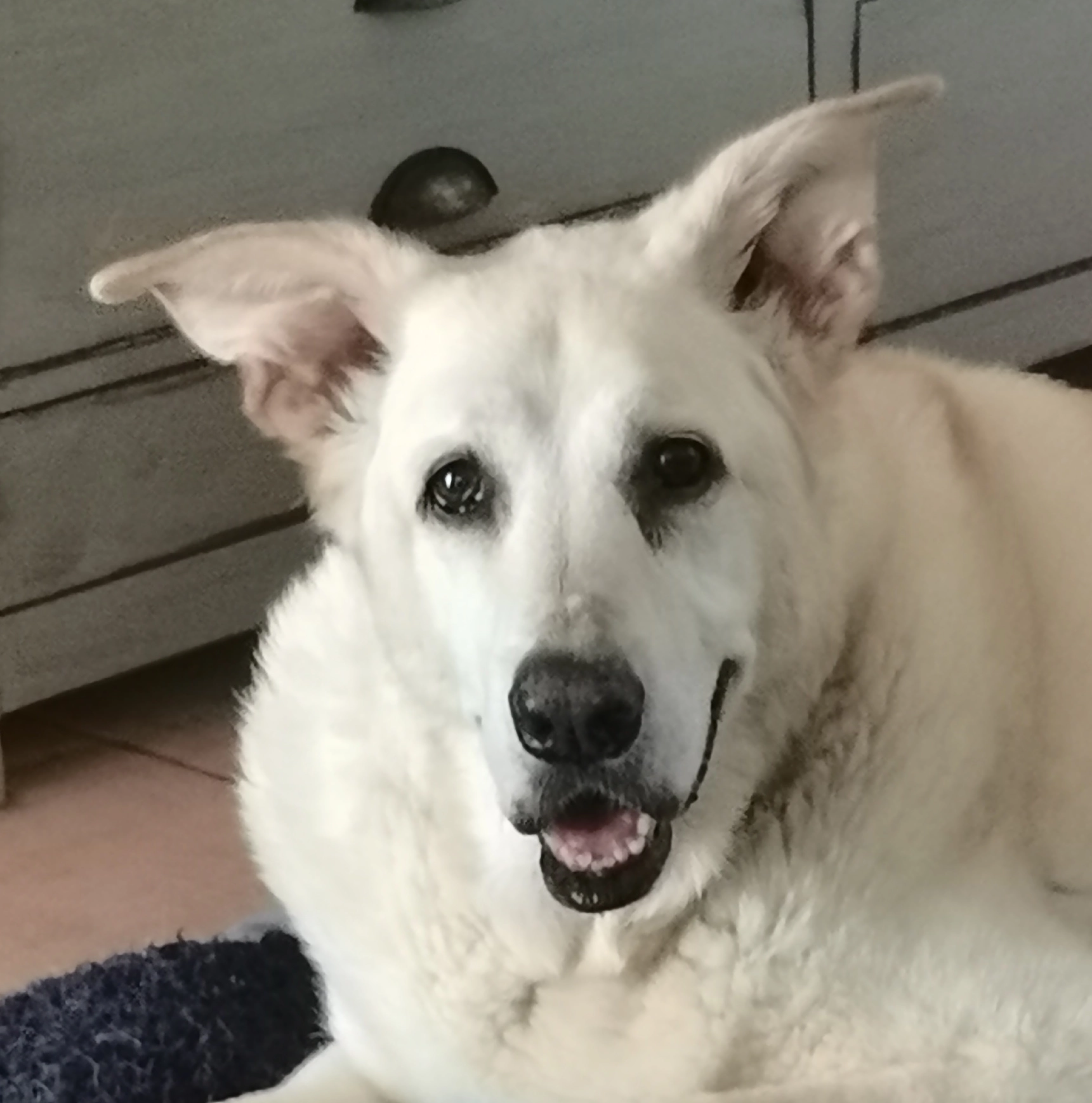 Arnold van den Heever