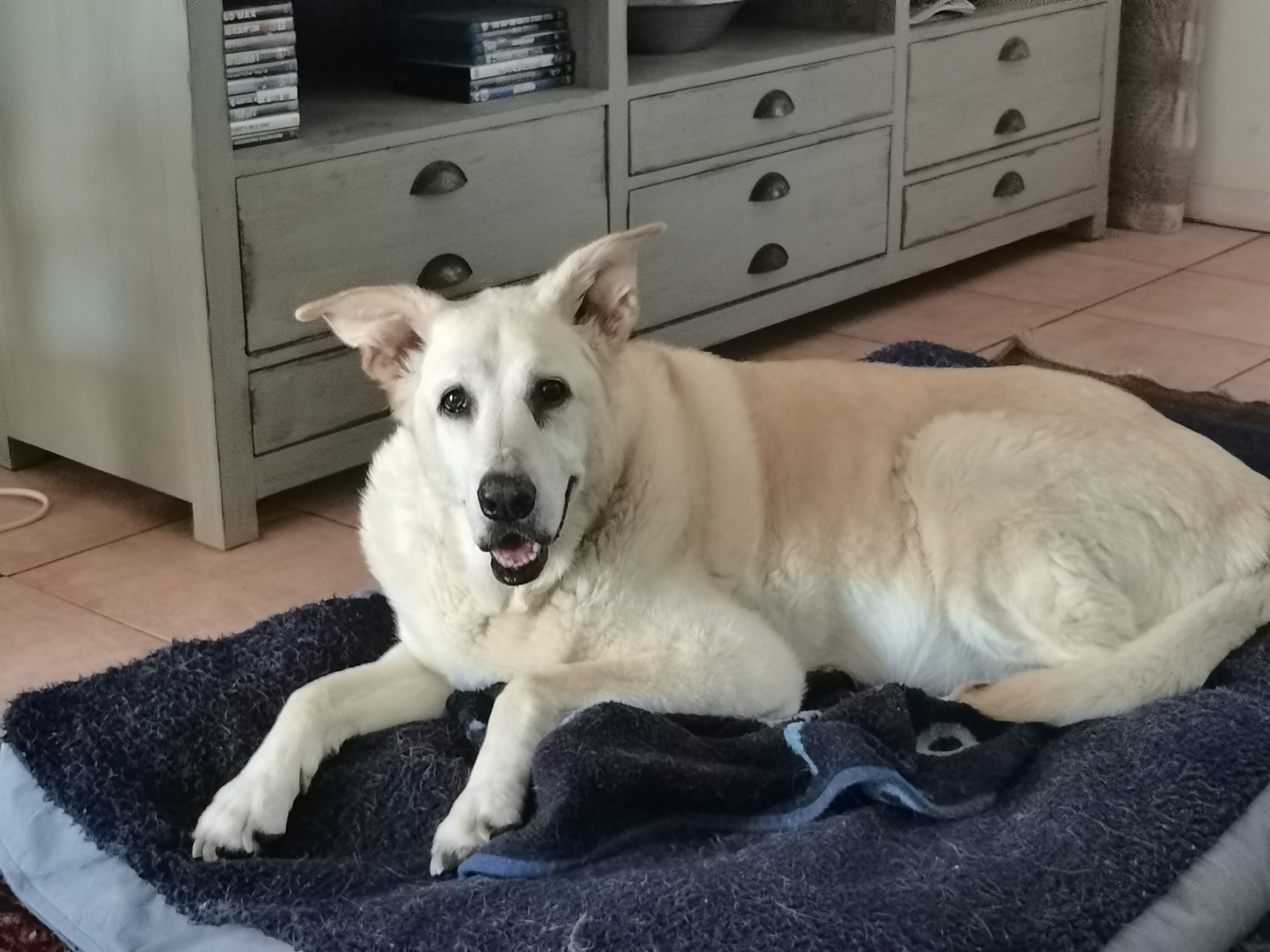 Benny — the best dog I ever knew