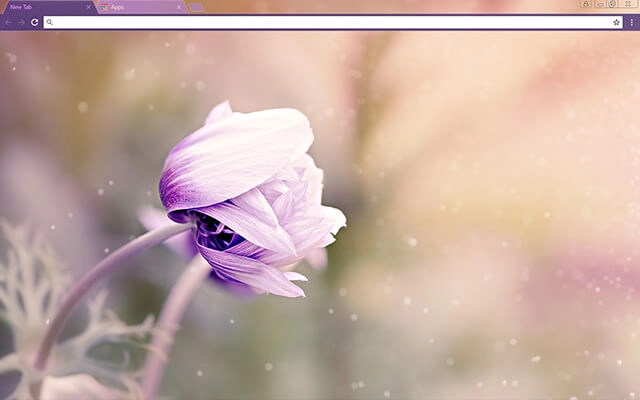 Anemone Flower Theme For Google Chrome