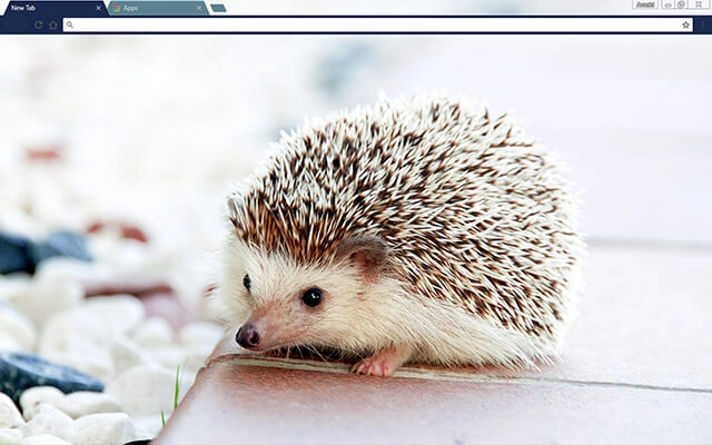 Baby Hedgehog Theme For Google Chrome