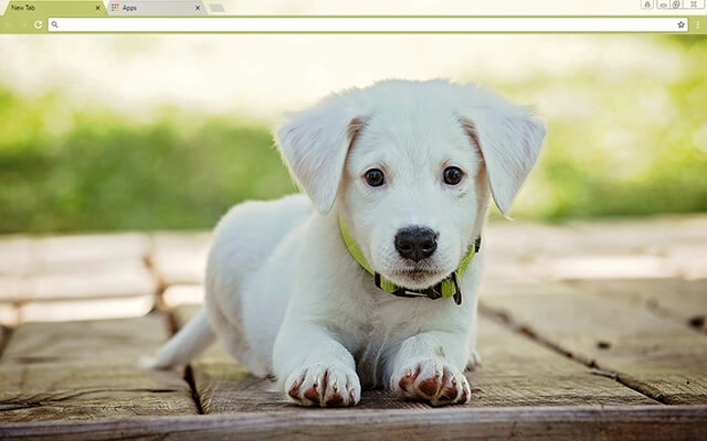 Baby Puppy Chrome theme preview 1