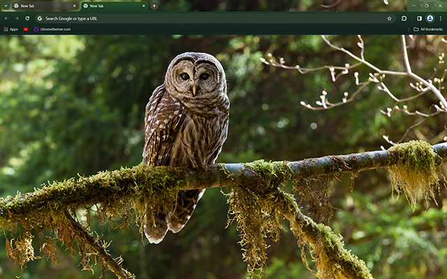 Barred Owl Chrome theme preview 1