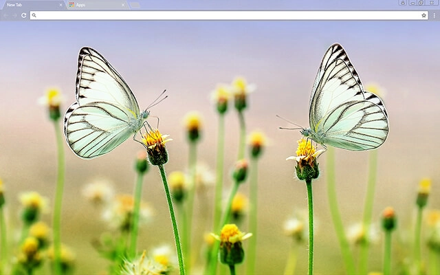 Butterfly Heaven Chrome theme preview 1