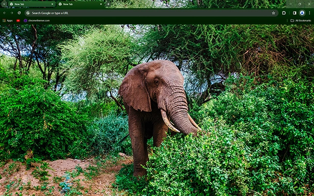 Elephant Theme For Google Chrome