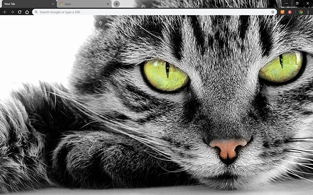 Green Eyed Cat Chrome theme preview 1