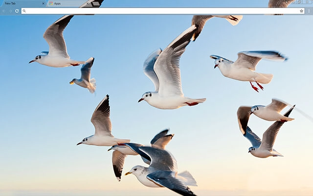 Gulls Theme For Google Chrome