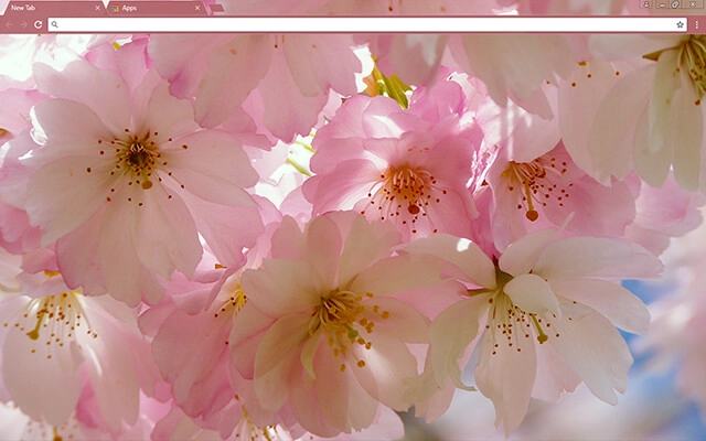Japanese Cherry Blossom Theme For Google Chrome