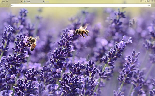 Lavender Blossom Chrome theme preview 1