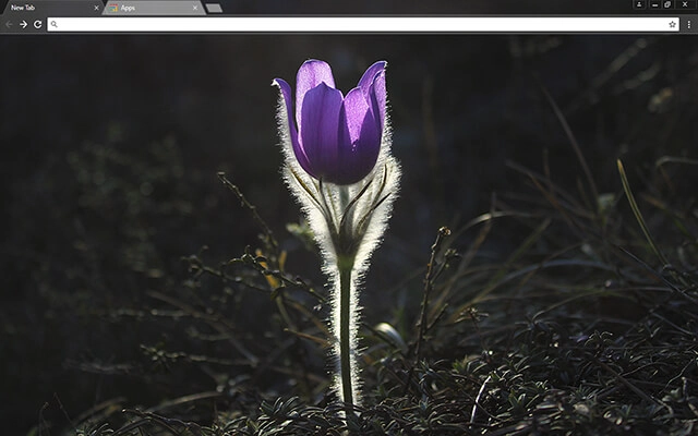 Pasque Flower Chrome theme preview 1