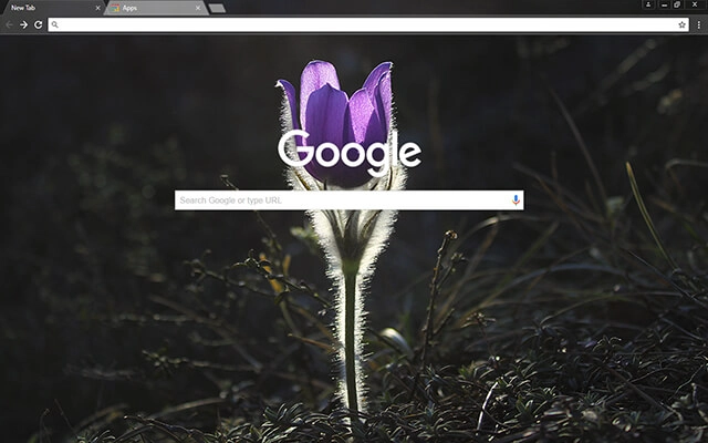 Pasque Flower preview