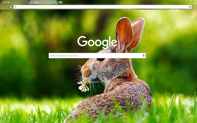 Rabbit preview