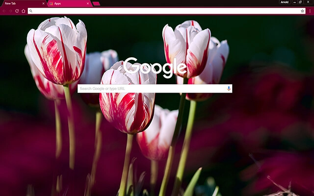 Rose Tulips preview