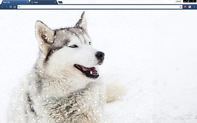 Siberian Husky Dog Chrome theme preview 1