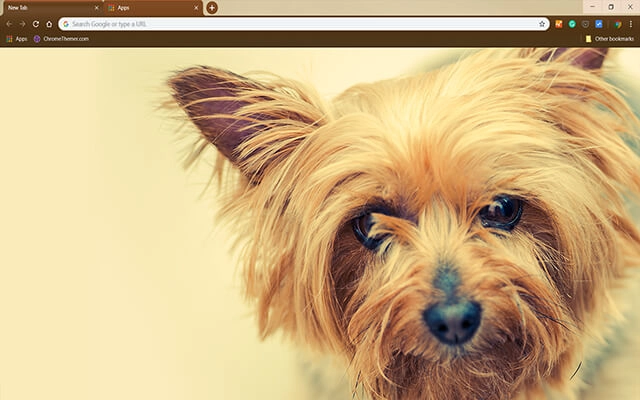 Silky Terrier Chrome theme preview 1