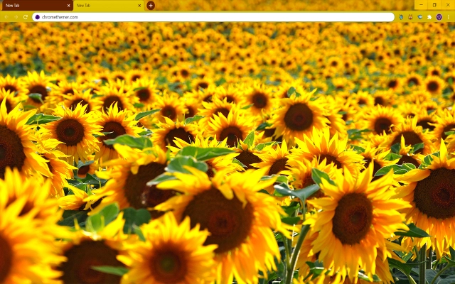 Solarized Sunflowers Theme For Google Chrome