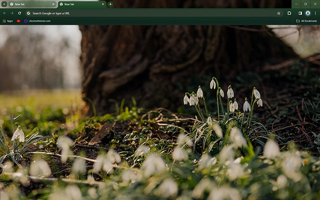 Spring Snowdrops Theme For Google Chrome